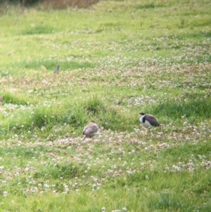 Vanellus miles at Lord Howe Island - 18 Oct 2023 02:25 PM