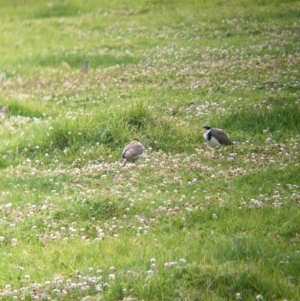 Vanellus miles at Lord Howe Island - 18 Oct 2023 02:25 PM