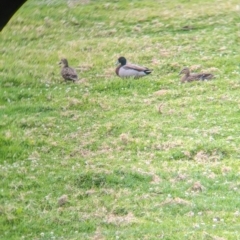 Anas platyrhynchos (Mallard (Domestic Type)) at Lord Howe Island, NSW - 18 Oct 2023 by Darcy