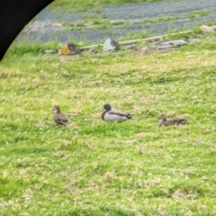 Anas platyrhynchos at Lord Howe Island - 18 Oct 2023 02:30 PM