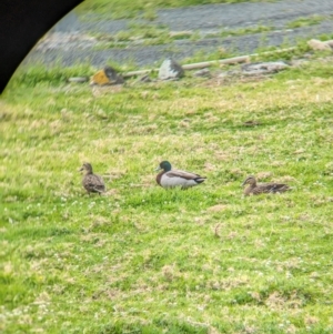 Anas platyrhynchos at Lord Howe Island - 18 Oct 2023