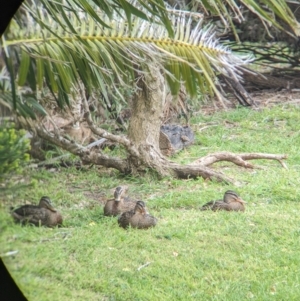 Anas platyrhynchos at Lord Howe Island - 18 Oct 2023