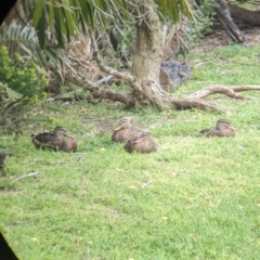 Anas platyrhynchos at Lord Howe Island - 18 Oct 2023