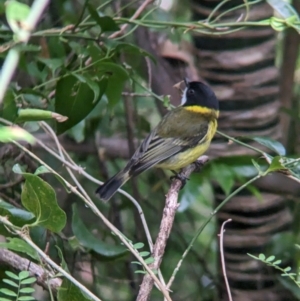 Pachycephala pectoralis contempta at Lord Howe Island - 19 Oct 2023