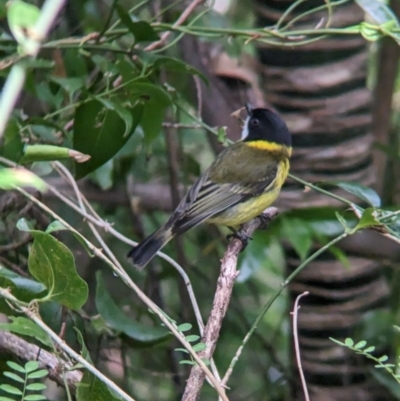 Pachycephala pectoralis contempta (Lord Howe Golden Whistler) at Lord Howe Island, NSW - 18 Oct 2023 by Darcy