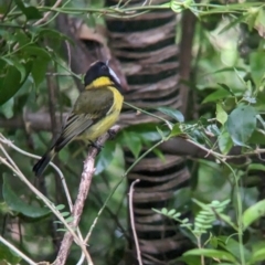 Pachycephala pectoralis contempta at Lord Howe Island - suppressed