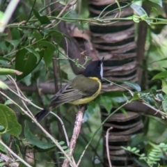 Pachycephala pectoralis contempta at Lord Howe Island - 19 Oct 2023