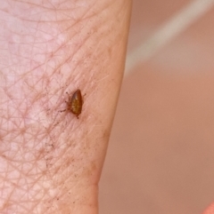 Cicadellidae (family) at Aranda, ACT - 22 Nov 2023 12:45 PM
