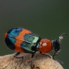 Dicranolaius bellulus (Red and Blue Pollen Beetle) at Murrumbateman, NSW - 21 Nov 2023 by amiessmacro