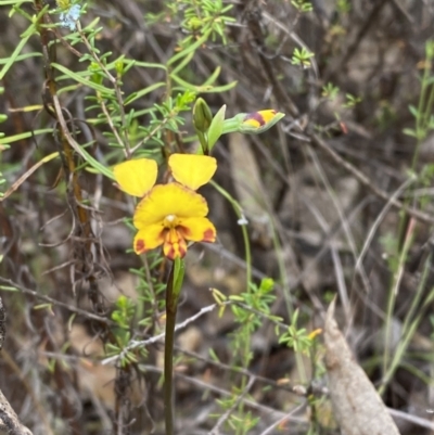 Diuris semilunulata (Late Leopard Orchid) at Namadgi National Park - 15 Oct 2023 by Tapirlord