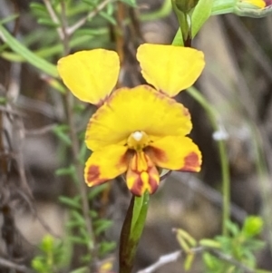 Diuris semilunulata at Namadgi National Park - 15 Oct 2023