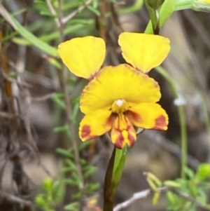 Diuris semilunulata at Namadgi National Park - 15 Oct 2023