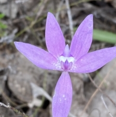 Glossodia major (Wax Lip Orchid) at Paddys River, ACT - 15 Oct 2023 by Tapirlord