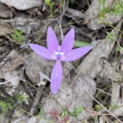 Glossodia major at Namadgi National Park - suppressed