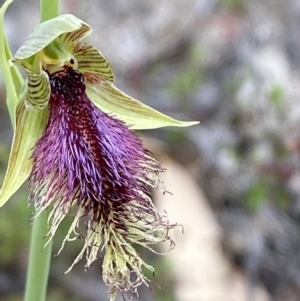 Calochilus platychilus at Namadgi National Park - suppressed