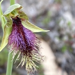 Calochilus platychilus (Purple Beard Orchid) at Paddys River, ACT - 15 Oct 2023 by Tapirlord