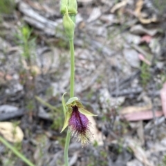 Calochilus platychilus at Namadgi National Park - suppressed