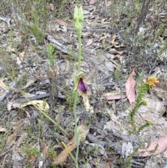 Calochilus platychilus at Namadgi National Park - suppressed