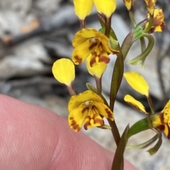 Diuris semilunulata (Late Leopard Orchid) at Namadgi National Park - 15 Oct 2023 by Tapirlord