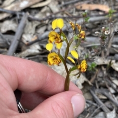 Diuris semilunulata at Namadgi National Park - 15 Oct 2023