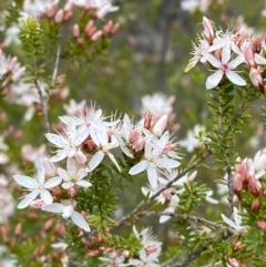 Calytrix tetragona (Common Fringe-myrtle) at Namadgi National Park - 15 Oct 2023 by Tapirlord