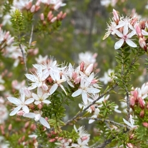 Calytrix tetragona at Namadgi National Park - 15 Oct 2023