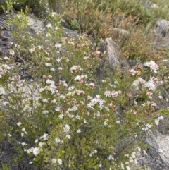 Calytrix tetragona at Namadgi National Park - 15 Oct 2023 02:29 PM