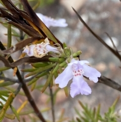 Westringia eremicola (Slender Western Rosemary) at Paddys River, ACT - 15 Oct 2023 by Tapirlord