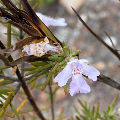 Westringia eremicola (Slender Western Rosemary) at Paddys River, ACT - 15 Oct 2023 by Tapirlord
