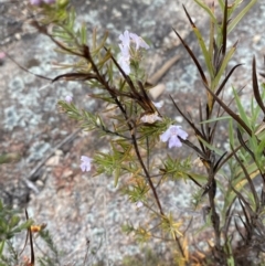 Westringia eremicola at Namadgi National Park - 15 Oct 2023 02:25 PM