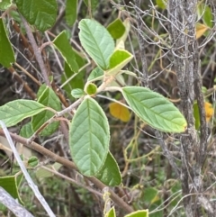 Pomaderris betulina subsp. actensis (Canberra Pomaderris) at Namadgi National Park - 15 Oct 2023 by Tapirlord