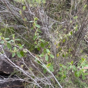 Pomaderris betulina subsp. actensis at Namadgi National Park - 15 Oct 2023