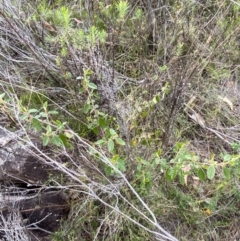 Pomaderris betulina subsp. actensis at Namadgi National Park - 15 Oct 2023