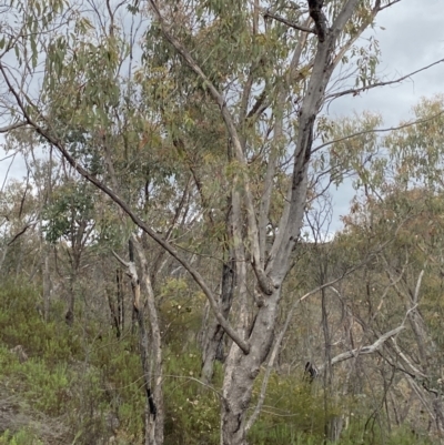 Eucalyptus nortonii (Large-flowered Bundy) at Paddys River, ACT - 15 Oct 2023 by Tapirlord