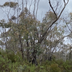 Eucalyptus nortonii at Namadgi National Park - 15 Oct 2023