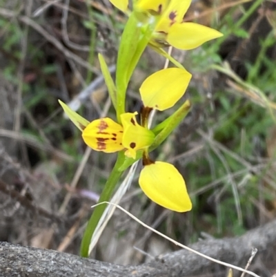 Diuris sulphurea (Tiger Orchid) at Paddys River, ACT - 15 Oct 2023 by Tapirlord