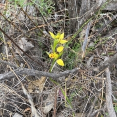 Diuris sulphurea at Namadgi National Park - suppressed