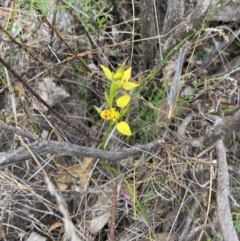 Diuris sulphurea at Namadgi National Park - 15 Oct 2023