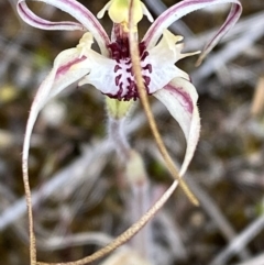 Caladenia parva (Brown-clubbed Spider Orchid) at Gibraltar Pines - 15 Oct 2023 by Tapirlord