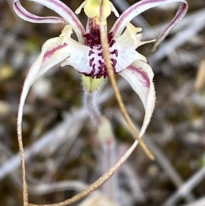 Caladenia parva at Gibraltar Pines - 15 Oct 2023