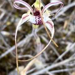 Caladenia parva at Gibraltar Pines - 15 Oct 2023