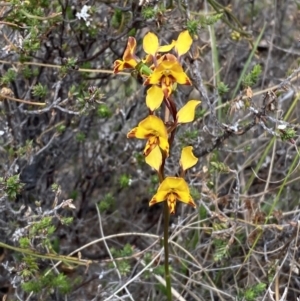 Diuris semilunulata at Paddys River, ACT - 15 Oct 2023