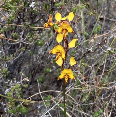 Diuris semilunulata (Late Leopard Orchid) at Paddys River, ACT - 15 Oct 2023 by Tapirlord