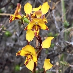 Diuris semilunulata at Paddys River, ACT - suppressed