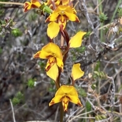 Diuris semilunulata at Paddys River, ACT - 15 Oct 2023