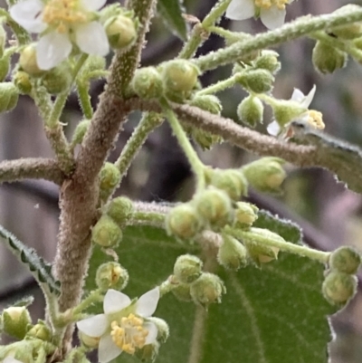 Gynatrix pulchella (Hemp Bush) at Tidbinbilla Nature Reserve - 15 Oct 2023 by Tapirlord