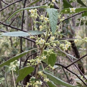 Gynatrix pulchella at Tidbinbilla Nature Reserve - 15 Oct 2023