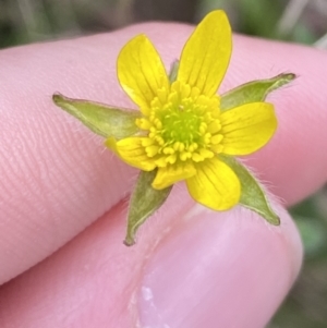 Ranunculus plebeius at Tidbinbilla Nature Reserve - 15 Oct 2023 12:03 PM