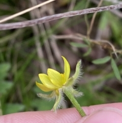 Ranunculus plebeius at Tidbinbilla Nature Reserve - 15 Oct 2023