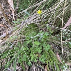 Ranunculus plebeius at Tidbinbilla Nature Reserve - 15 Oct 2023 12:03 PM